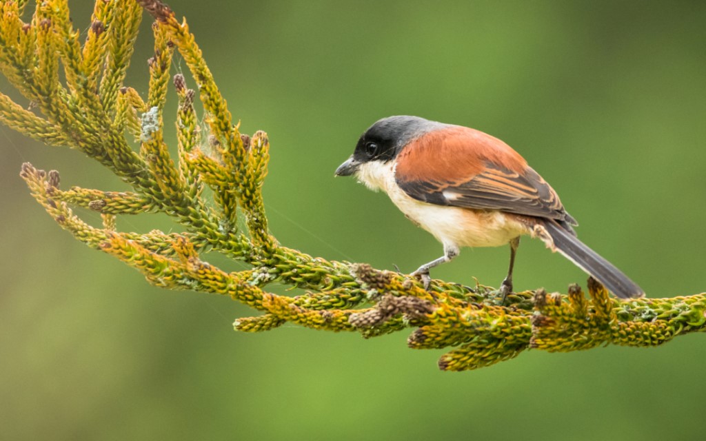 Perching Birds